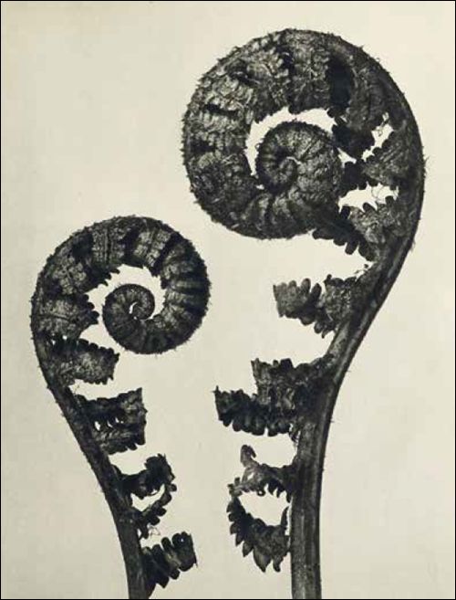 Man sieht den jungen Wurmfarnen in Karl Bloßfeldts Fotografien die Bewegungsenergie an. Im Moment kurz vor dem vollständigen Entrollen festgehalten, zeugen sie von einer nahenden Explosion.